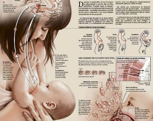 El programa “Misiones en favor de la lactancia materna” - Digital Misiones