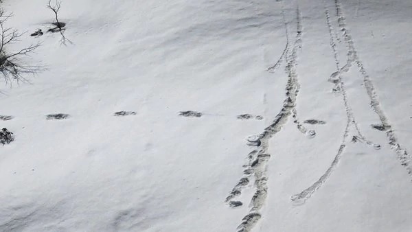 Ejército de Nepal niega que huellas pertenezcan al yeti - ADN Paraguayo