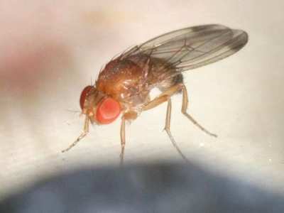 Senave alerta para evitar ingreso al país de la mosca de alas manchadas