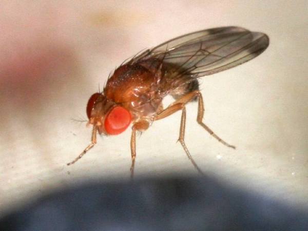 SENAVE emite alerta fitosanitaria por mosca de alas manchadas - ADN Paraguayo