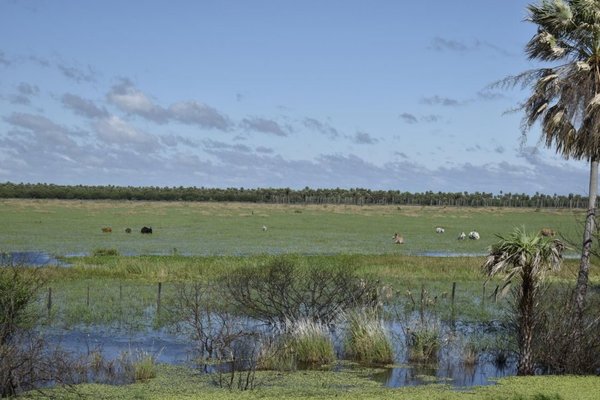 Inundaciones afectan al Chaco - Fotos - ABC Color