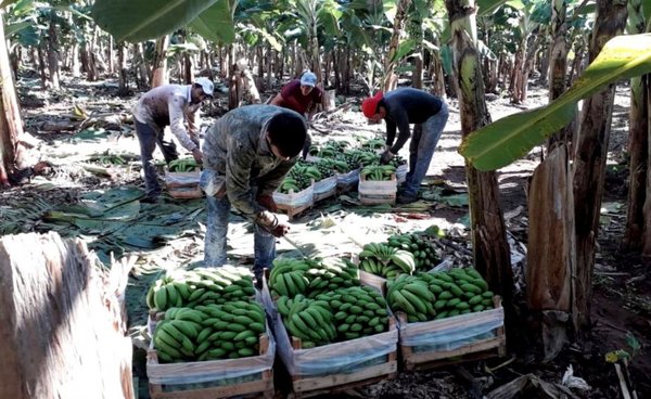Productores de banana denuncian pérdidas millonarias en Cordillera - Edicion Impresa - ABC Color