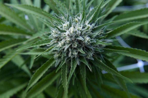 Giuzzio, dispuesto a debatir sobre marihuana - Nacionales - ABC Color