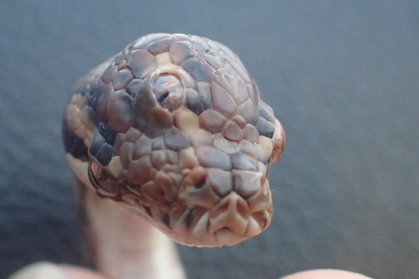 Guardabosques hallan serpiente con tres ojos - ADN Paraguayo
