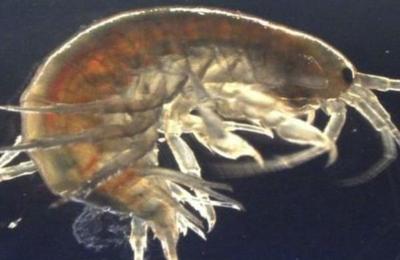 Investigadores encuentran cocaína en camarones de agua dulce - C9N
