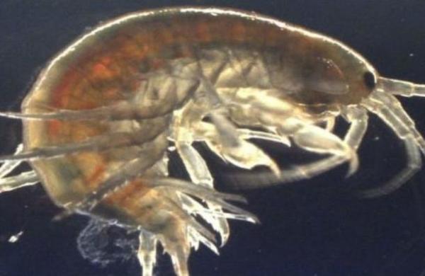 Investigadores encuentran cocaína en camarones de agua dulce - C9N