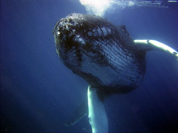 Contaminación acústica en el océano amenaza a ballenas de Chile