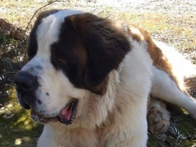 Cucho Cabaña reclama la devolución de su perro