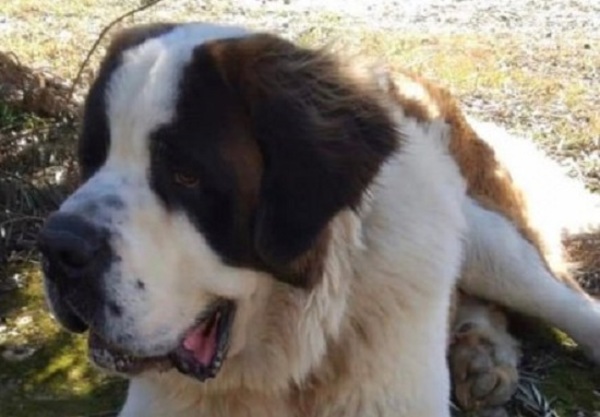 Cucho reclama devolución de su perro llevado durante Operativo Berilo