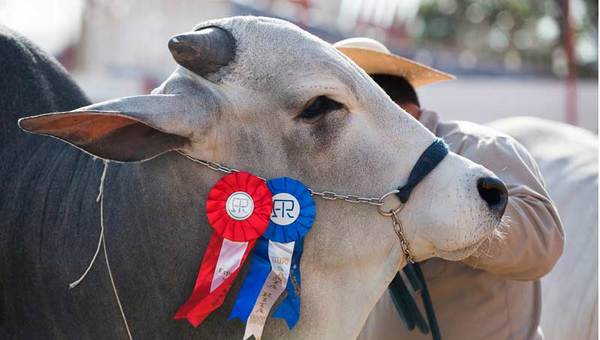 Arrancó la Expo Santa Rita con lo mejor de la ganadería de la zona