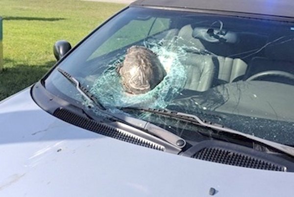 Tortuga voladora paró por un auto