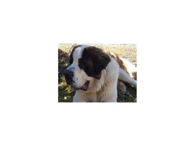 Cucho va a la fiscalía por su perro, este lunes