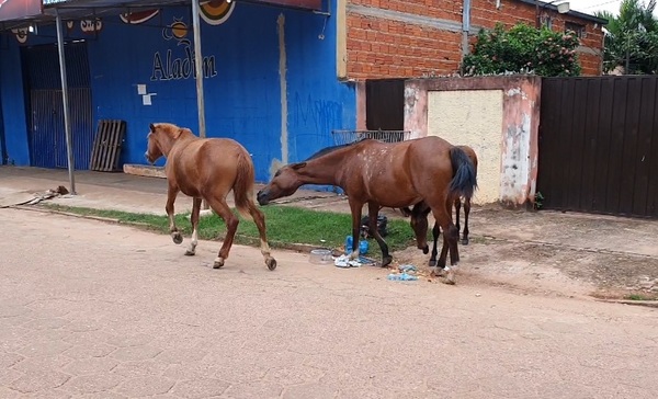 Intendente incumple ordenanza y animales toman las calles