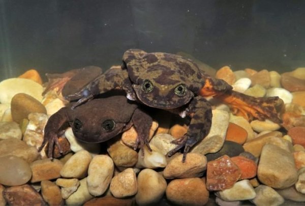 Un millón de especies están amenazadas de extinción » Ñanduti
