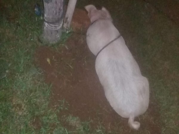 Robaron un chancho, balearon a polis, chocaron y quisieron sobornar a comi