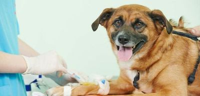 Héroes peludos: con donaciones de sangre, las mascotas pueden salvar vidas - Periodismo Joven - ABC Color