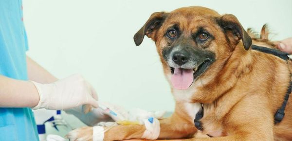 Héroes peludos: con donaciones de sangre, las mascotas pueden salvar vidas - Periodismo Joven - ABC Color