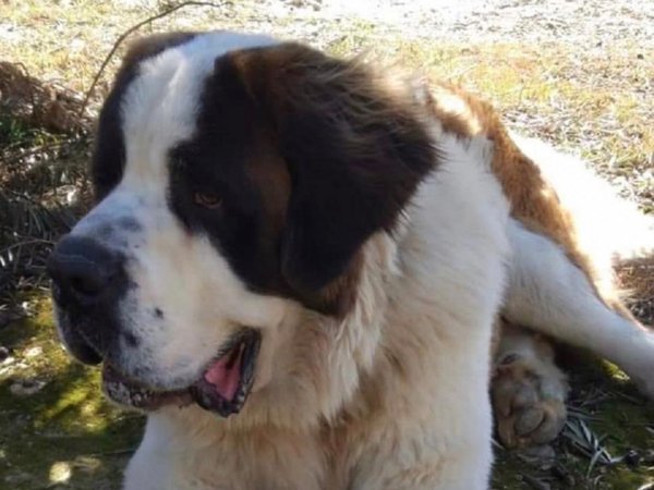 Agente del GEO asegura que devolverá el perro de Cucho Cabaña
