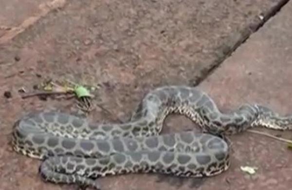 Vecinos se llevaron un gran susto al hallar una Anaconda en San Juan del Paraná - C9N