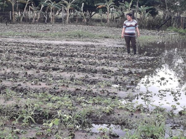 Cultivos destruidos en Ñeembucú - Nacionales - ABC Color