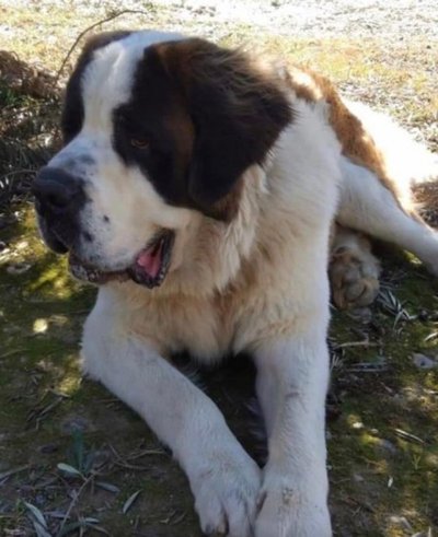 Pelusa, la perrita de "Cucho" volvería esta tarde con su familia » Ñanduti