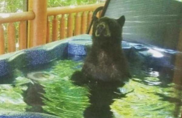 Pareja arrendó una cabaña para sus vacaciones y un oso se metió en el jacuzzi - C9N