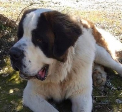 Fiscalía ordenó la devolución del perro al hijo de 'Cucho': 'no tenemos por qué pagar' - Radio 1000 AM