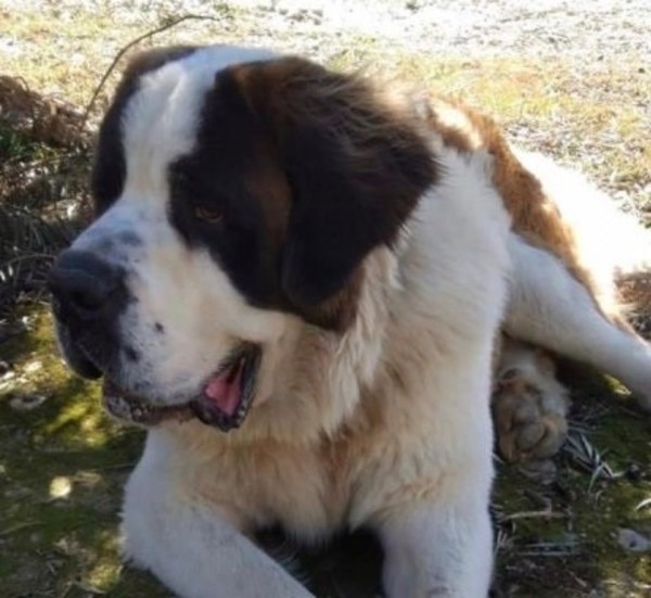 Fiscalía ordenó la devolución del perro al hijo de 'Cucho': 'no tenemos por qué pagar' - Radio 1000 AM