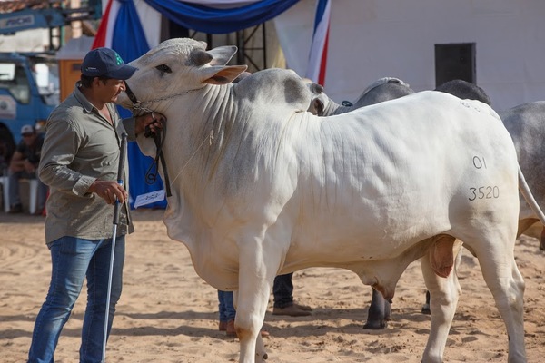 Unos 600 ejemplares de alta genética serán rematados en la Expo Santa Rita