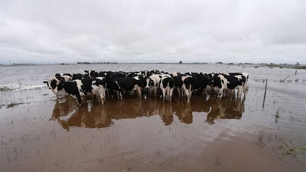 Chaco: 4 millones de ganado en peligro por las inundaciones