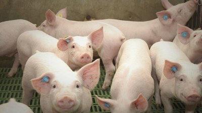 Paraguay Pork estará presente en Argencarne confirmando el potencial que tiene el país para producir carne de cerdo