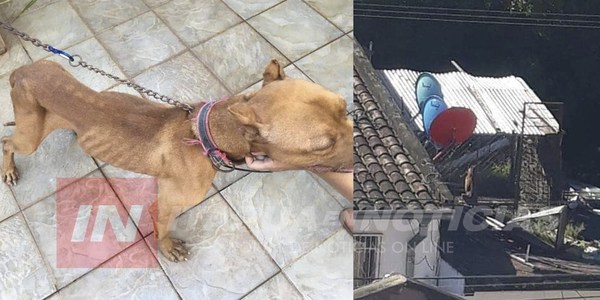 RESCATISTAS SALVAN A UN PERRO RAQUÍTICO ABANDONADO EN UNA TERRAZA.