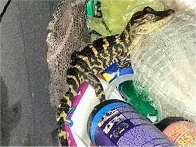 Detenida con 40 tortugas y un caimán que guardaba en el bolsillo