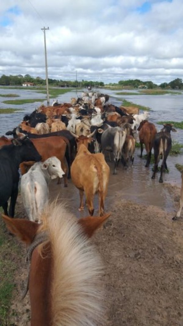 Inundación: situación del ganado es catastrófica, según ARP - 730am - ABC Color