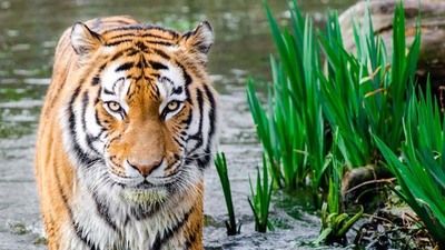 Científicos advierten de que un millón de especies están en riesgo de extinción » Ñanduti