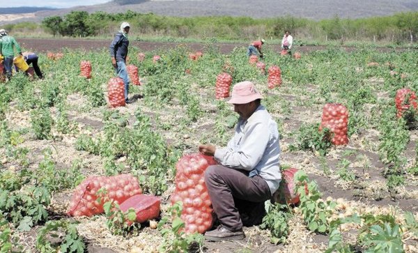 Gobierno entregará unas 250 toneladas de semillas a productores de Paraguarí - .::RADIO NACIONAL::.