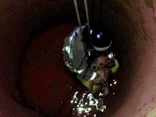 Rescatan a perrito que cayó en un pozo en Asunción