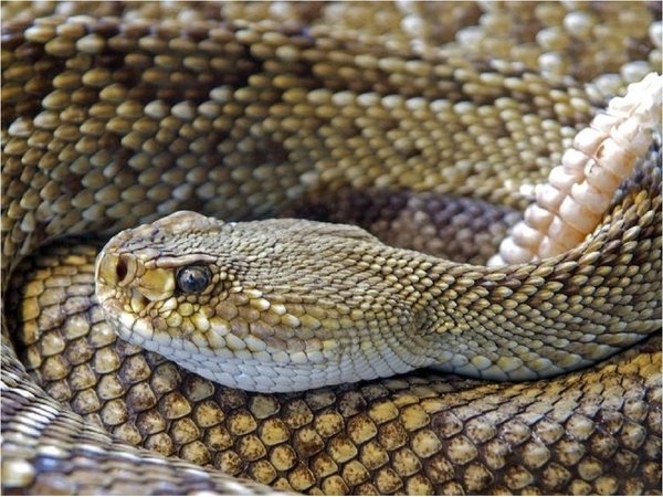 Mordedura de serpiente causa al año 400.000 casos de discapacidad