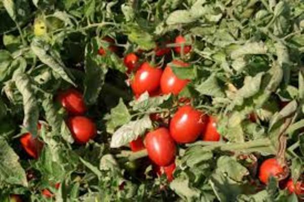 Autorizarán importación de tomate ante escasez de producción - .::RADIO NACIONAL::.