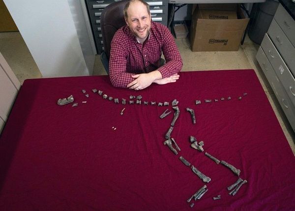 Descubren un pariente del “Tyrannosaurus rex” de menos de un metro de altura - Ciencia - ABC Color