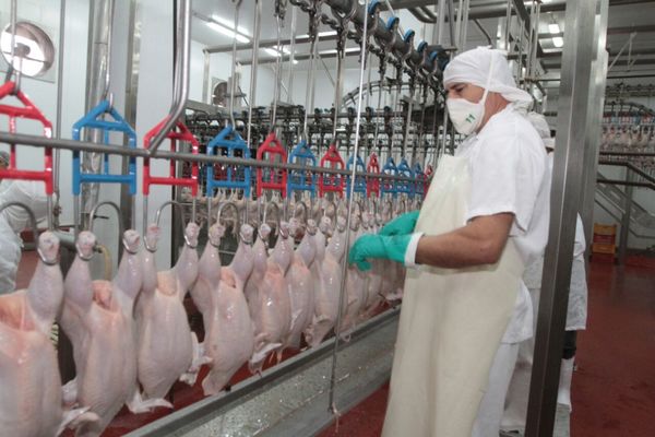 Crisis sanitaria en China abre importantes oportunidades a la exportación de pollos paraguayos