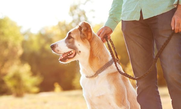 Tenencia responsable de las mascotas