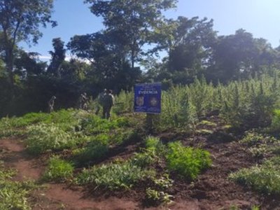 Destruyen 8,5 hectáreas de plantación de marihuana cerca de construcción de laboratorio - ADN Paraguayo