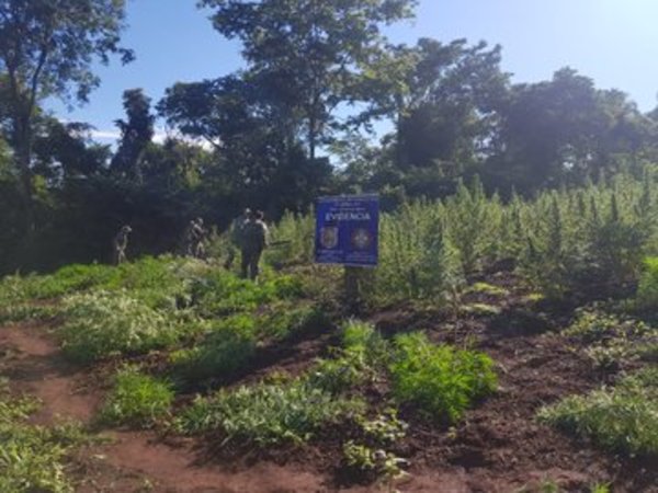 Destruyen 8,5 hectáreas de plantación de marihuana cerca de construcción de laboratorio - ADN Paraguayo