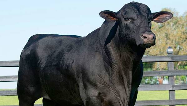Ya está en marcha la Gran Nacional de Otoño de Brangus (con ovinos y equinos)