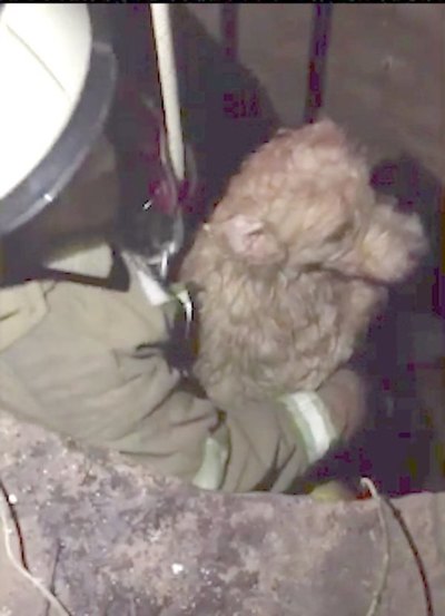 Rescatan a perrito  que cayó en un pozo