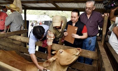 Medirán eficacia de cobertura de vacunaciones a bovinos - Edicion Impresa - ABC Color