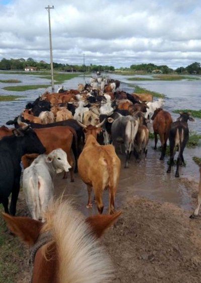 Crecida empeora crisis ganadera al dificultar traslado de animales - Edicion Impresa - ABC Color
