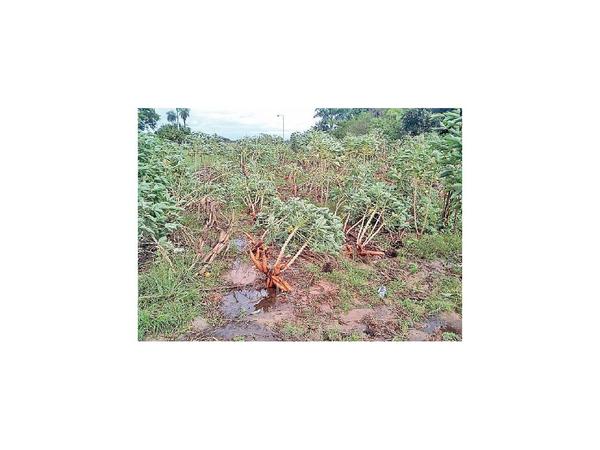 Inundación en Ñeembucú perjudica  a cultivos y animales