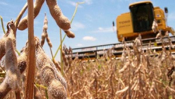 HOY / Empeora situación de la soja y sector registra 20 % de pérdida